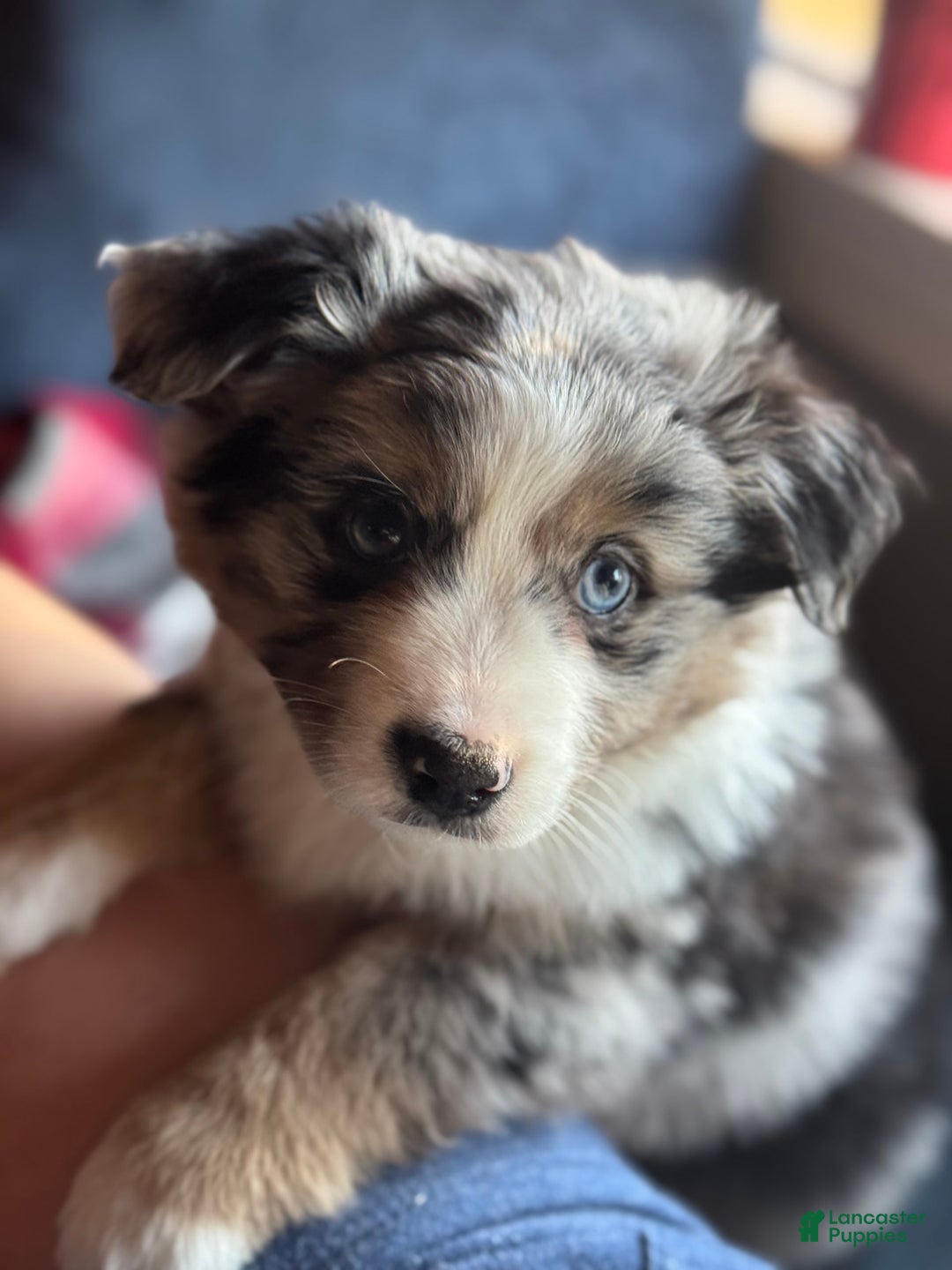 Miniature Australian Shepherd dogs for sale: Chungus - Image 4