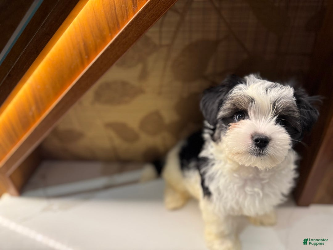Morkie dogs for sale: Handsome big boy - Image 6