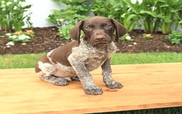 German Shorthaired Pointer dogs for sale: Oliver - Image 3