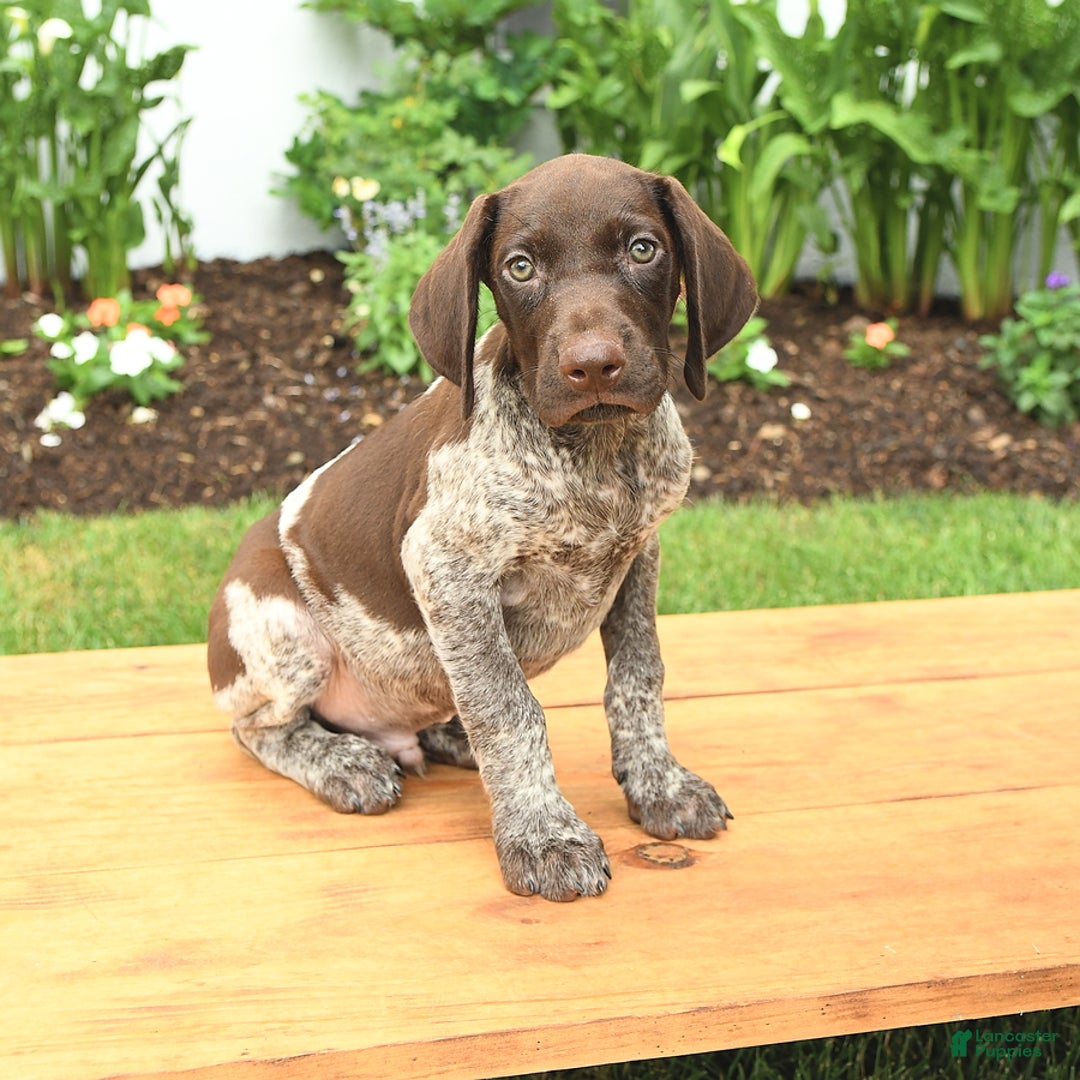 German Shorthaired Pointer dogs for sale: Oliver - Image 3