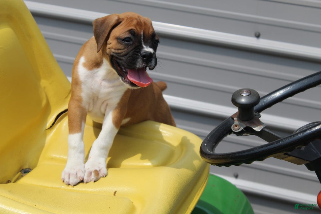 Boxer dogs for sale: Emma - Image 6