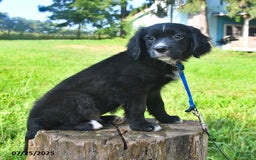 Golden Retriever dogs for sale: Sailor - Image 2