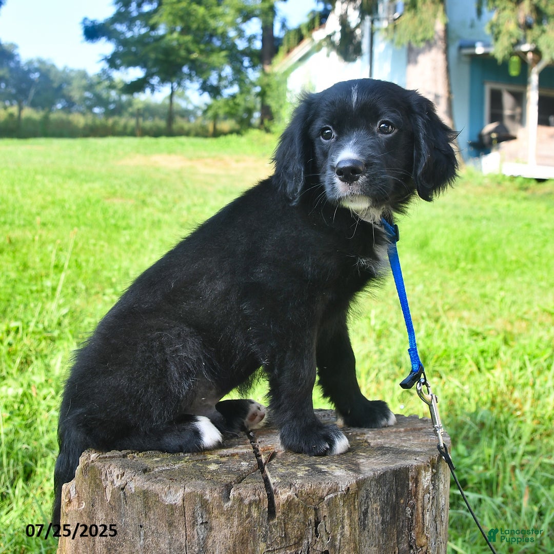 Golden Retriever dogs for sale: Sailor - Image 2