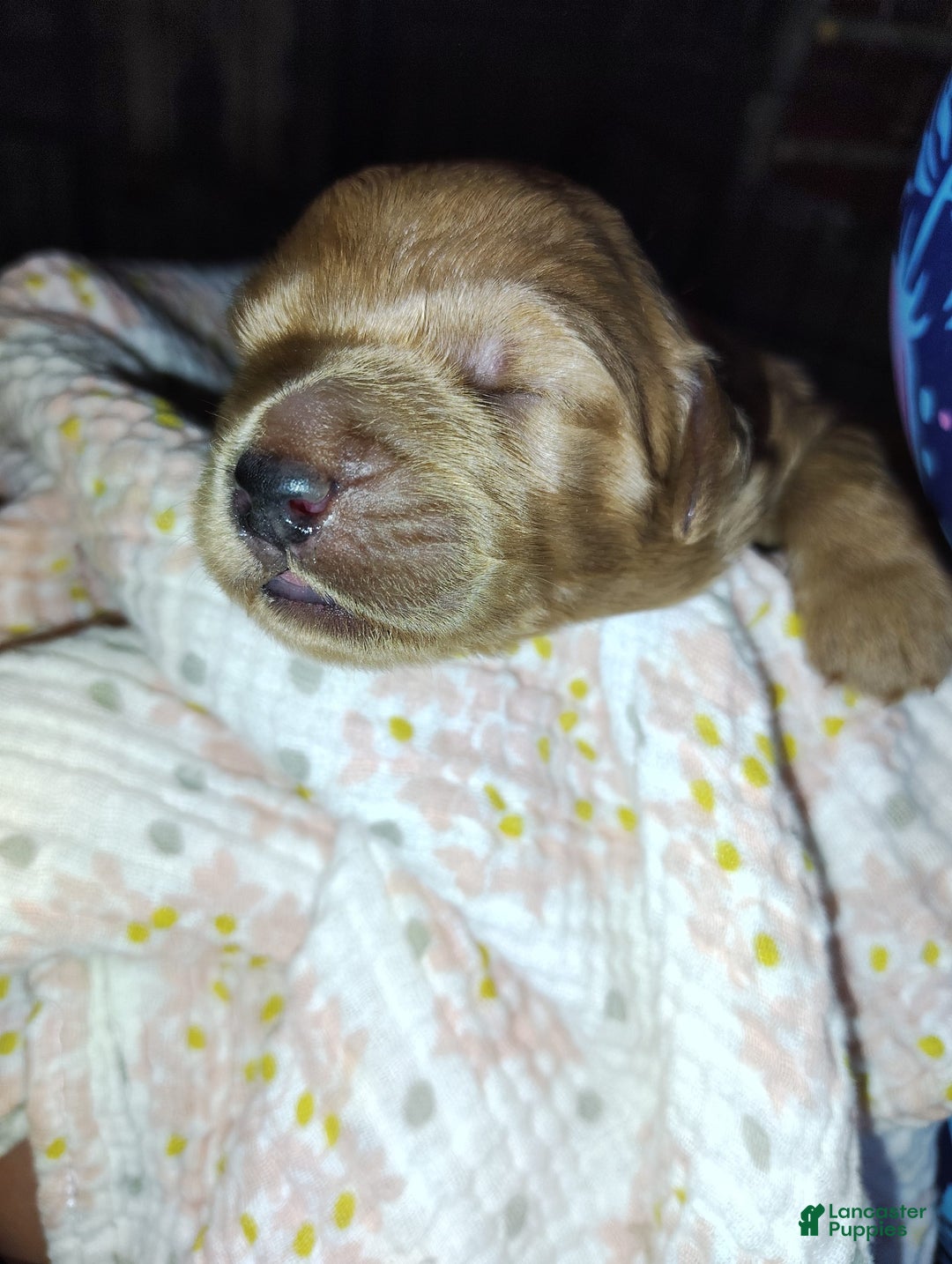 Mini Goldendoodle dogs for sale: Amy - Image 2