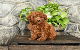 Cockapoo dogs for sale: Willow - Image 4