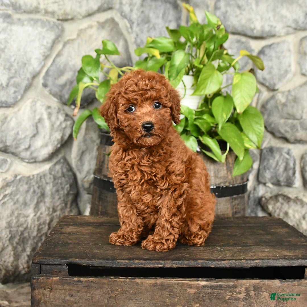 Cockapoo dogs for sale: Willow - Image 4