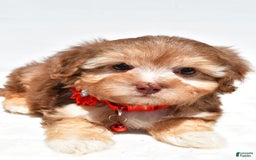 Havapoo dogs for sale: Myra - Image 8