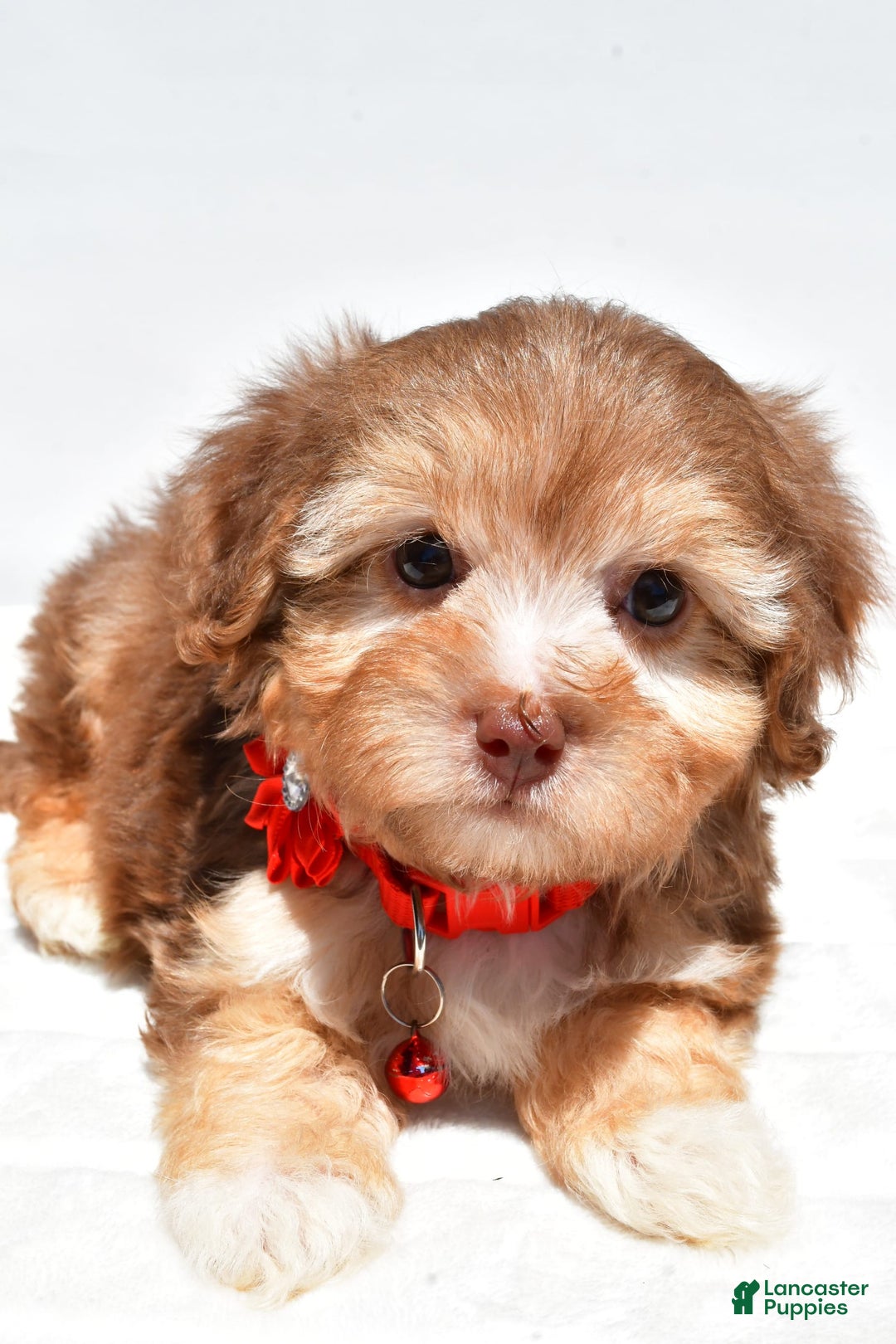 Havapoo dogs for sale: Myra - Image 8