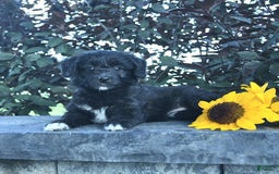 Aussiedoodle dogs for sale: Fern - Image 1