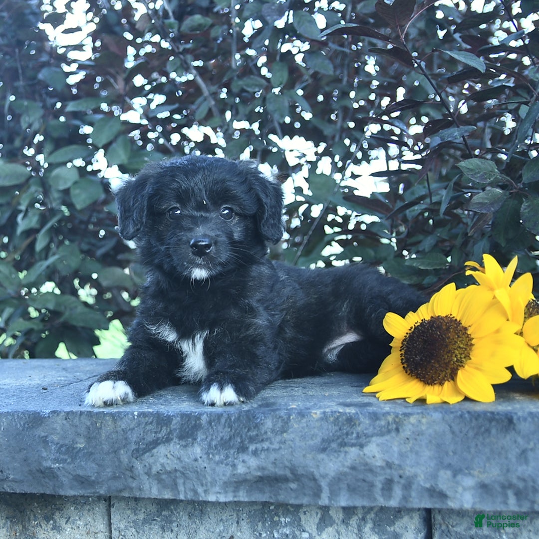 Aussiedoodle dogs for sale: Fern - Image 1