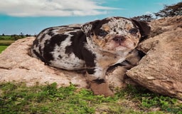 English Bulldog dogs for sale: Stoney - Image 7