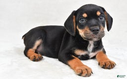 Beabull dogs for sale: Charlie - Image 6