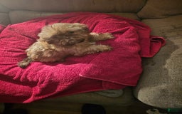 Shih Tzu dogs for sale: Not Named Yet - Image 2