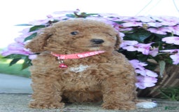Miniature Poodle dogs for sale: Jewels - Image 4