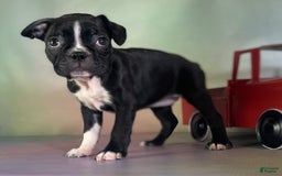 Frenchton dogs for sale: Cleo Dna Clear - Image 5