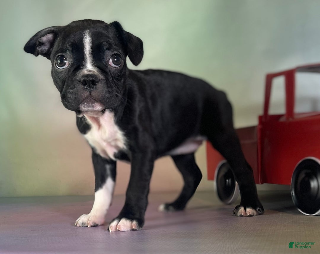 Frenchton dogs for sale: Cleo Dna Clear - Image 5