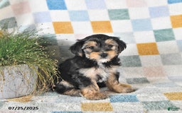 Yorkshire Terrier dogs for sale: Travis - Image 1