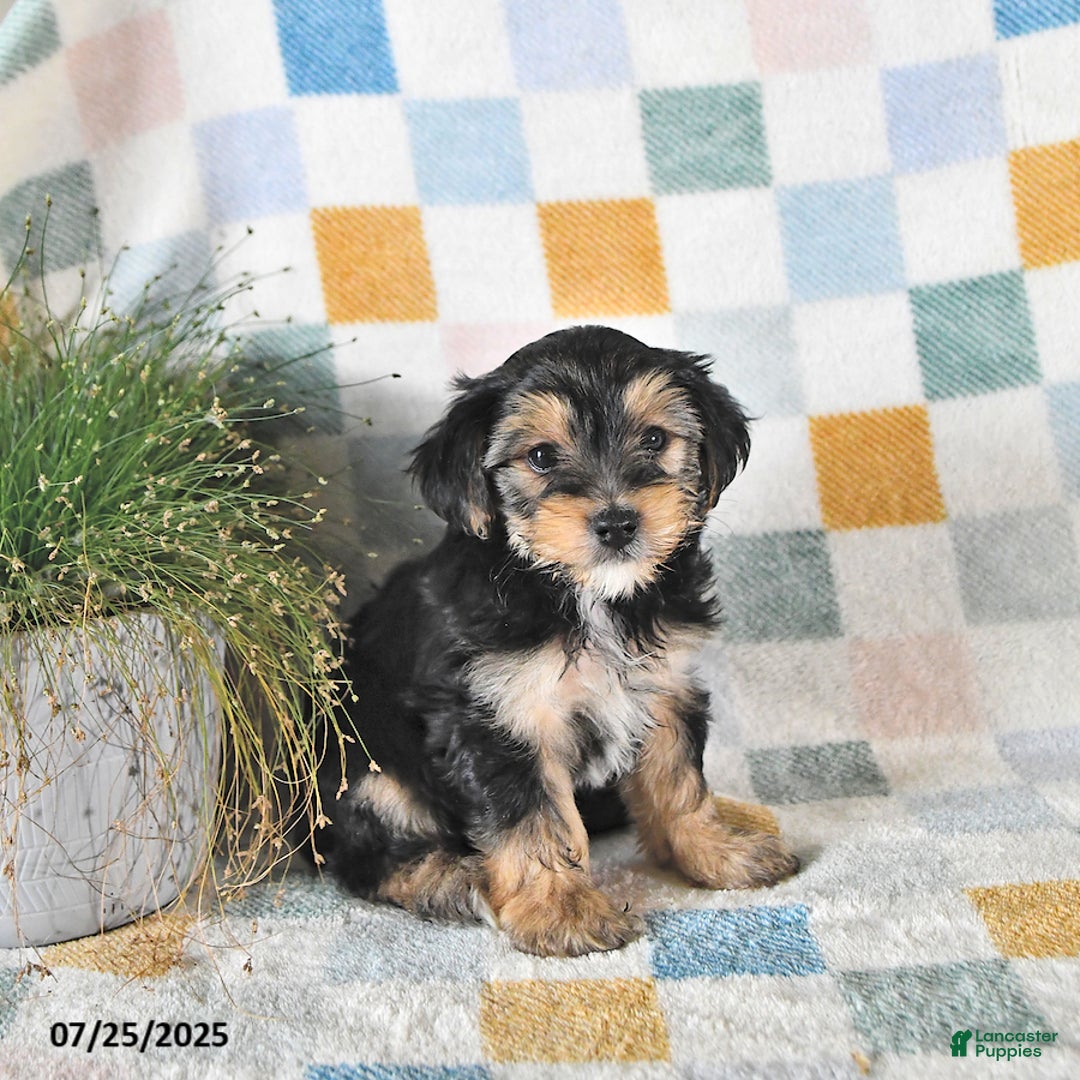 Yorkshire Terrier dogs for sale: Travis - Image 1