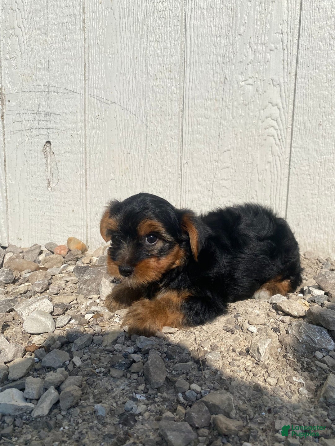Yorkshire Terrier dogs for sale: Malcolm - Image 10