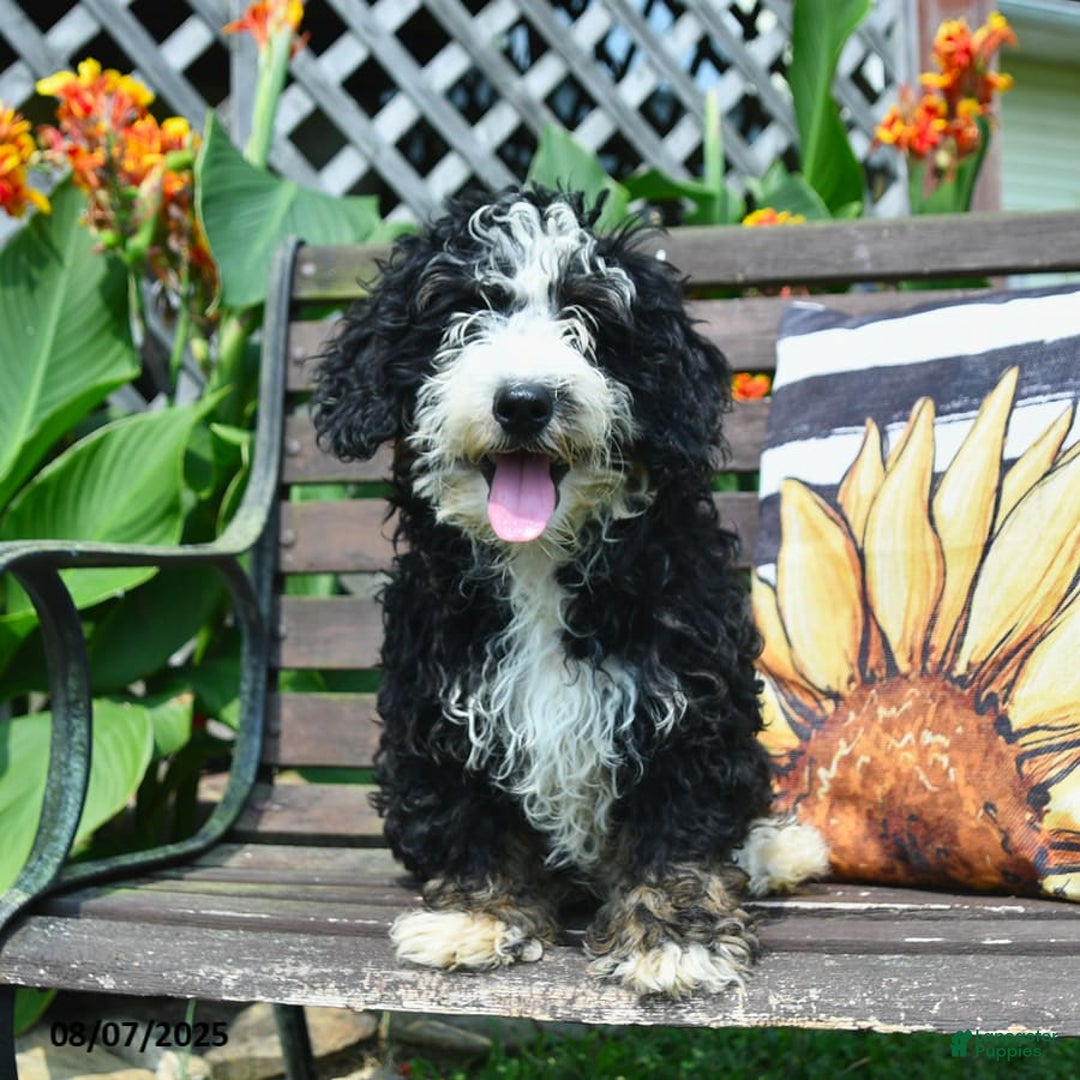Mini Bernedoodle dogs for sale: Roscoe - Image 3