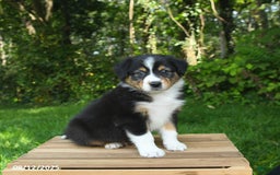 Australian Shepherd dogs for sale: Austin - Image 5