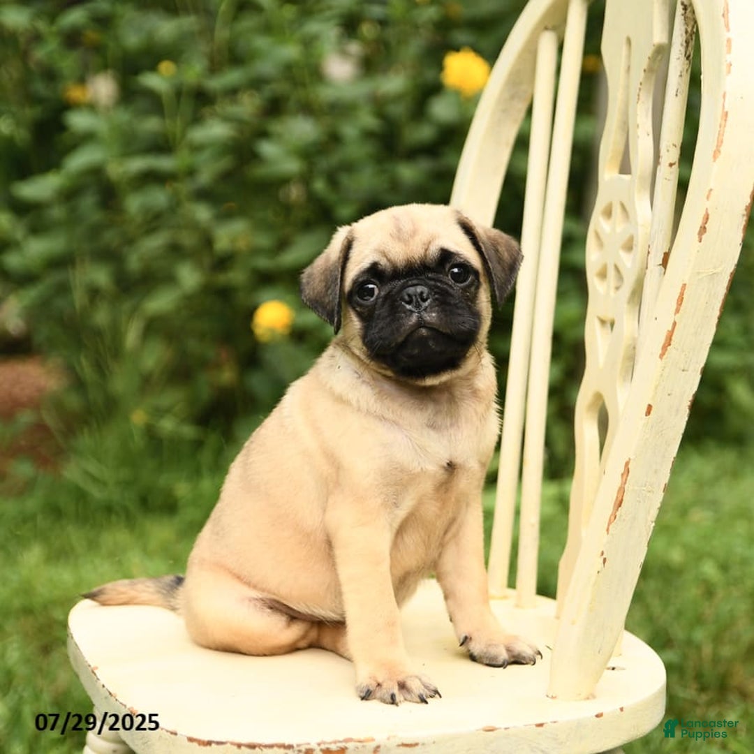 Pug dogs for sale: Trigger - Image 5
