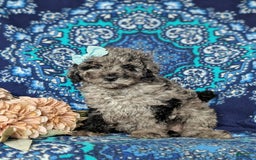 Miniature Poodle dogs for sale: Deidra - Image 4