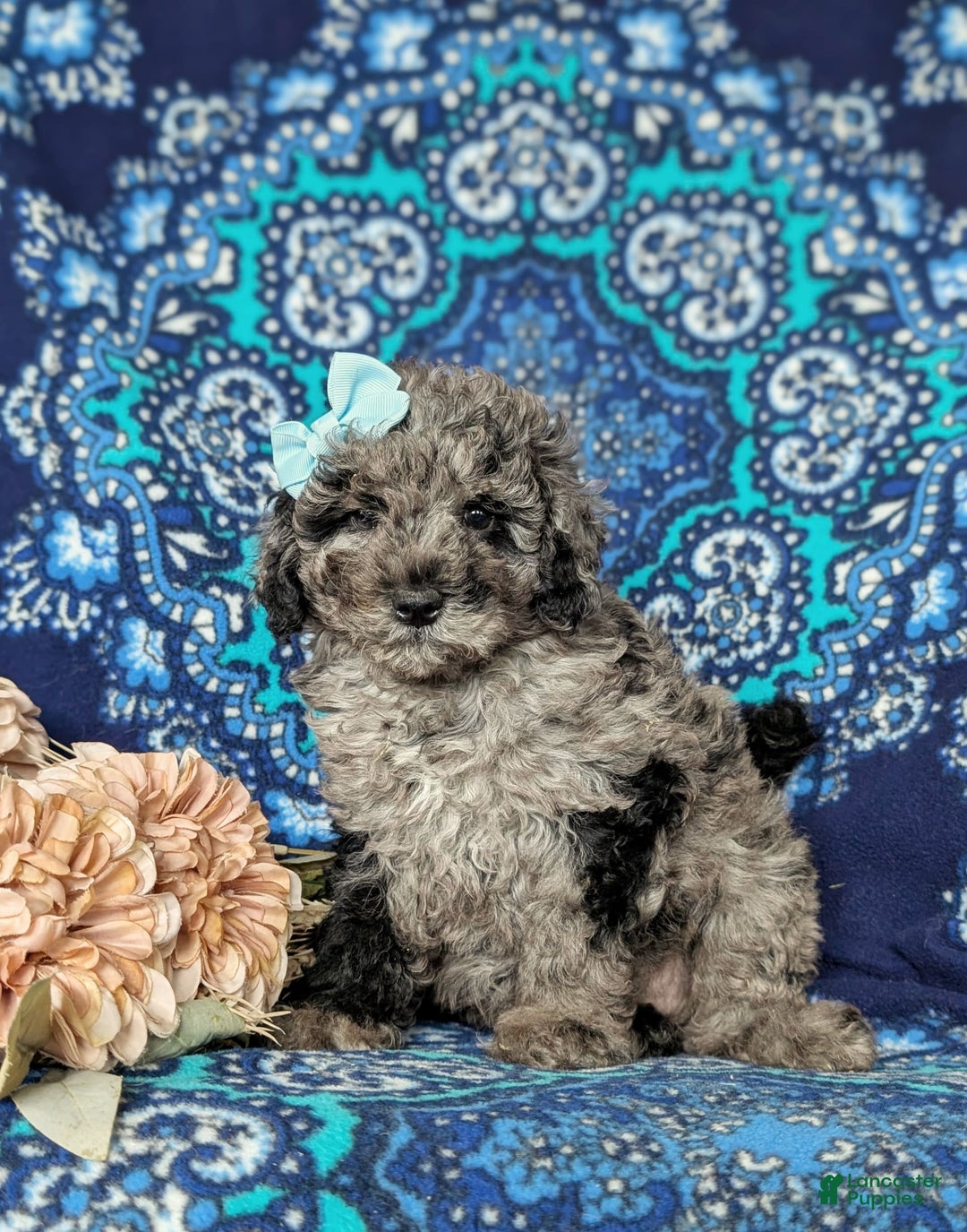 Miniature Poodle dogs for sale: Deidra - Image 4