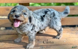 Bernedoodle dogs for sale: Clara - Image 1