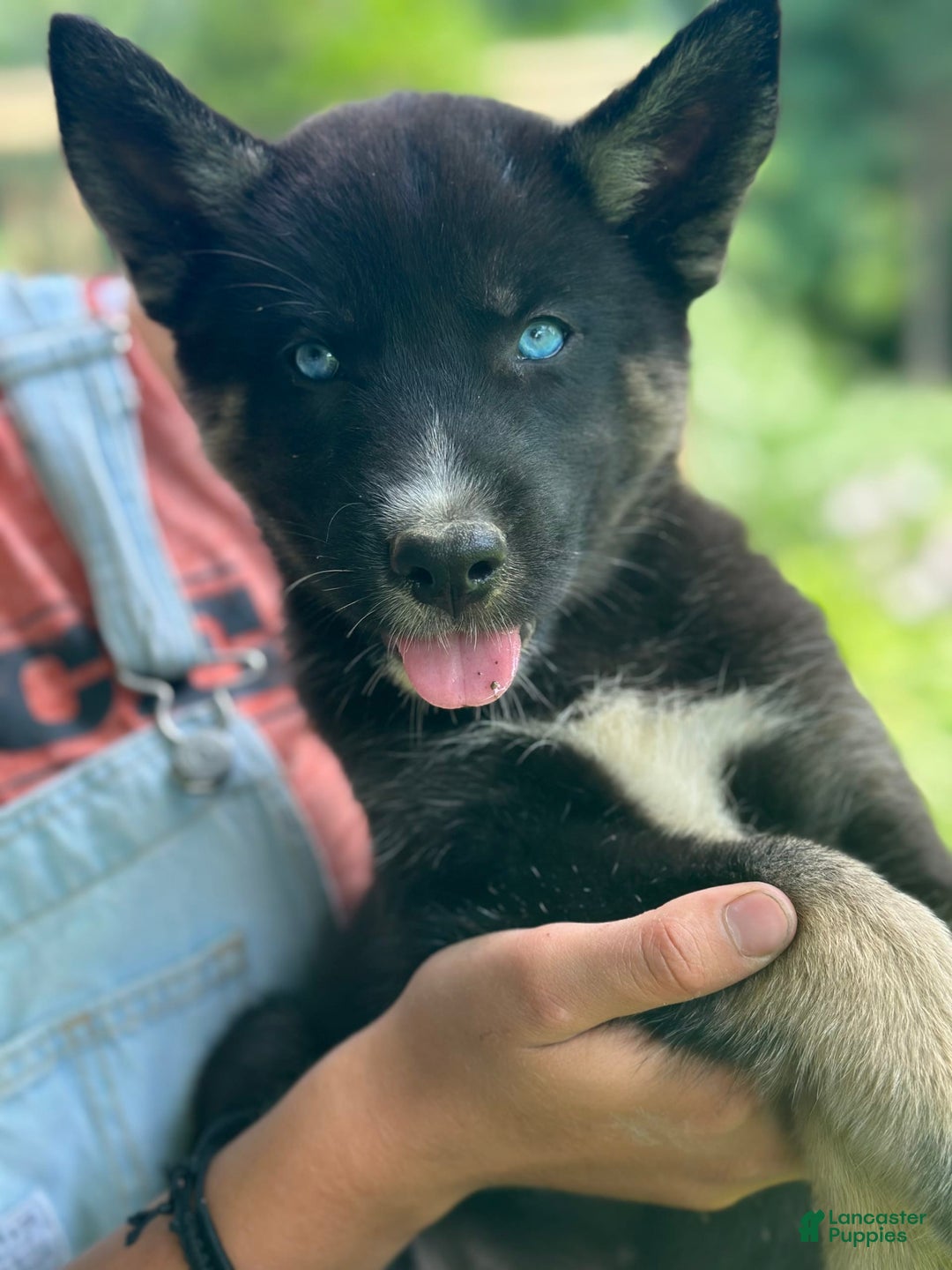 Gerberian Shepsky dogs for sale: Pixy - Image 3