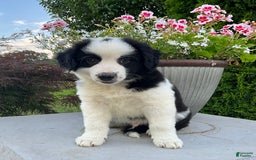 Australian Shepherd dogs for sale: Henry - Image 1