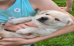 Labrador Retriever dogs for sale: Rileys Rosie - Image 10
