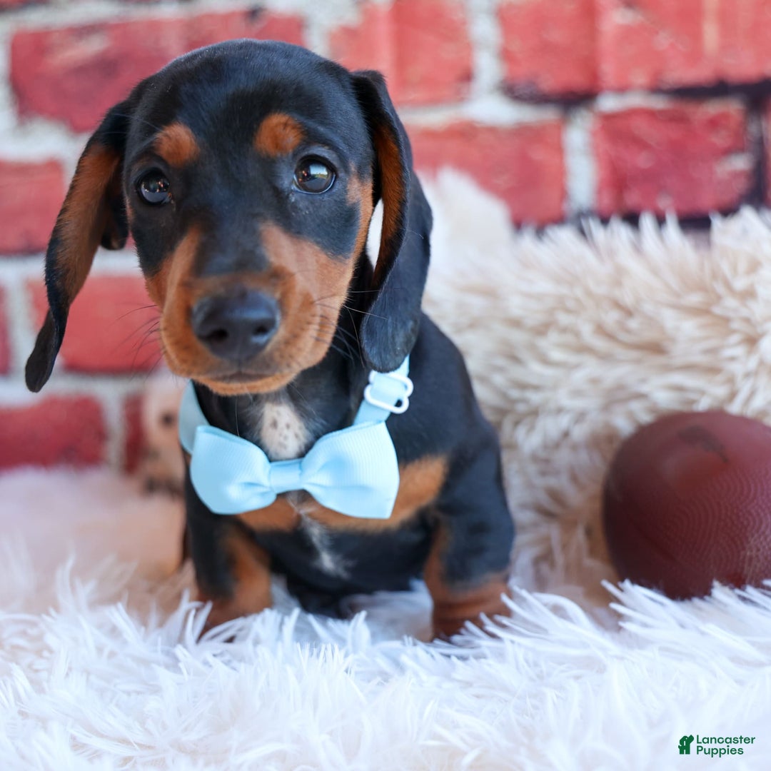 Miniature Dachshund dogs for sale: Sparky - Image 2