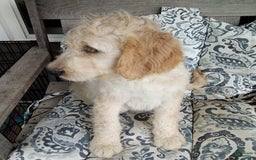 Goldendoodle dogs for sale: Sara - Image 8
