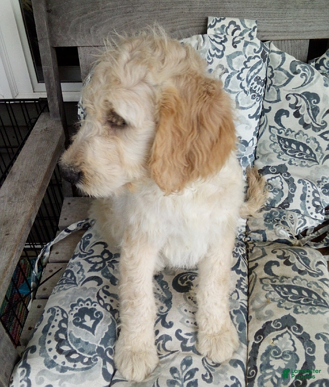 Goldendoodle dogs for sale: Sara - Image 8