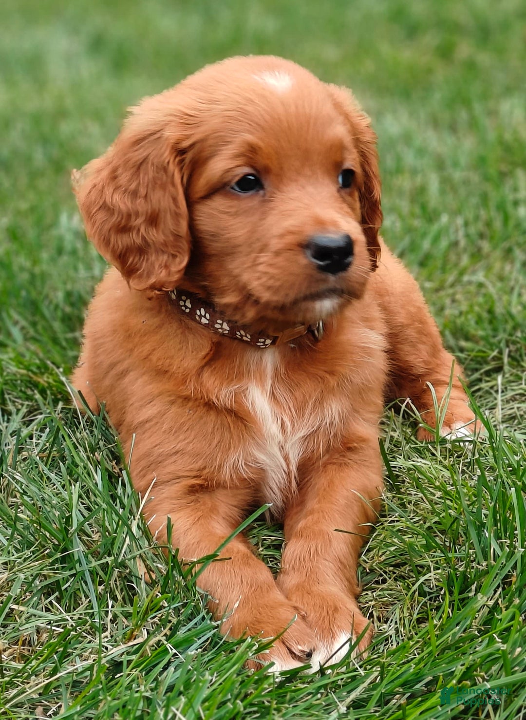 Goldendoodle dogs for sale: Ranger - Image 15