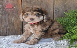Havapoo dogs for sale: Wren - Image 4