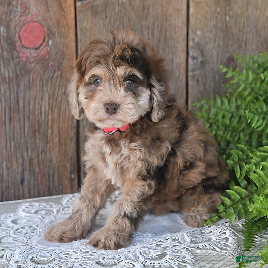 Havapoo dogs for sale: Wren - Image 4
