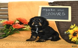 Cocker Spaniel dogs for sale: Pepper - Image 6