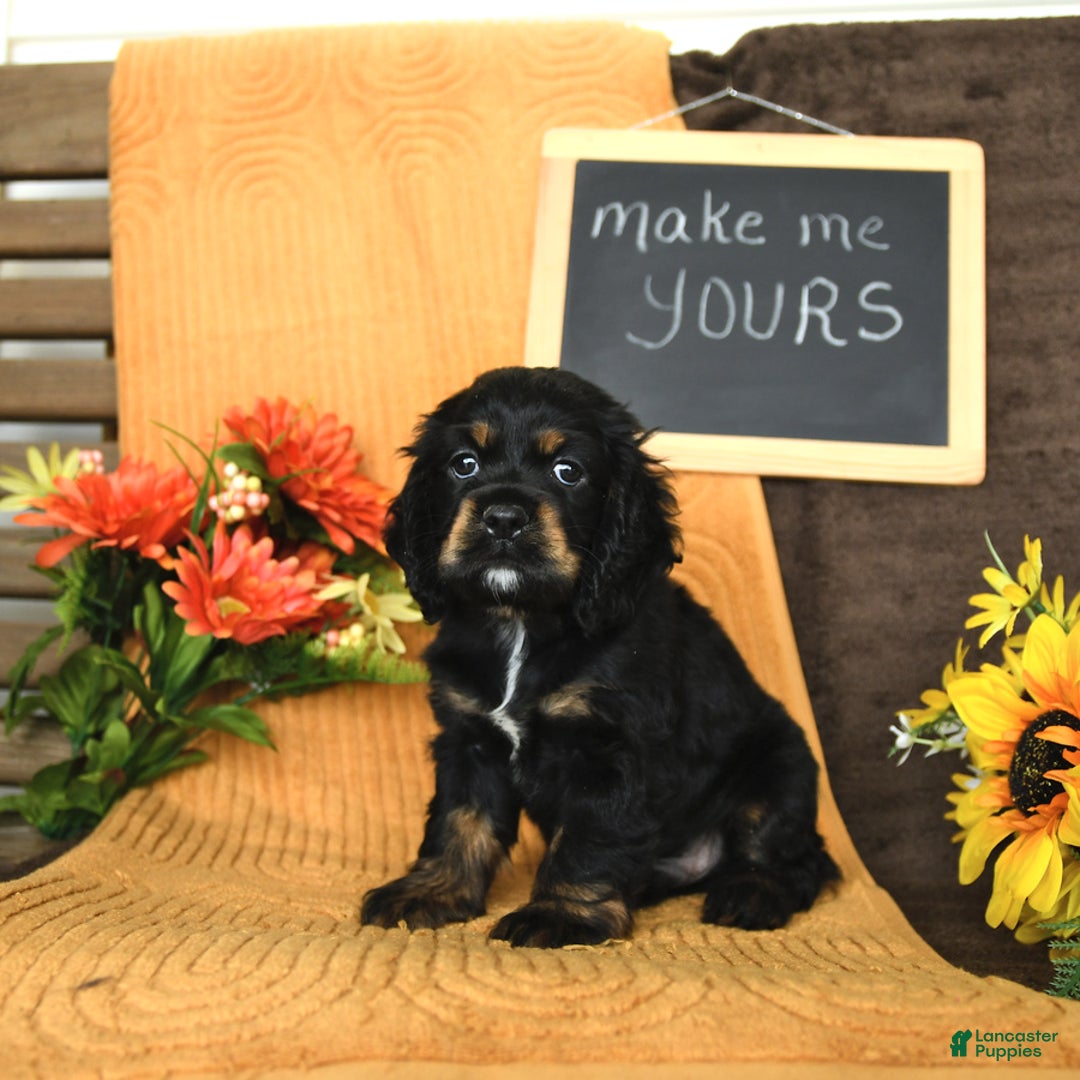 Cocker Spaniel dogs for sale: Pepper - Image 6
