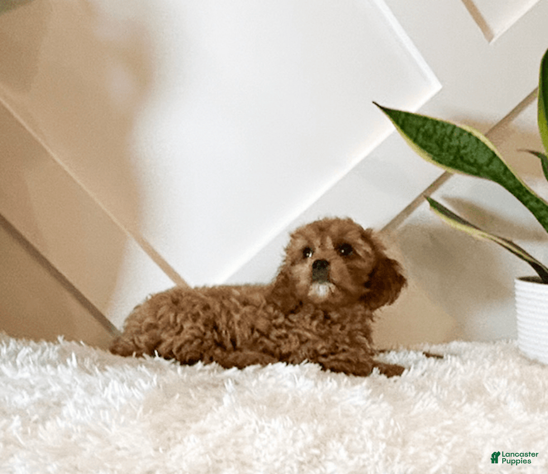 Cavapoo dogs for sale: Zaylee - Image 5
