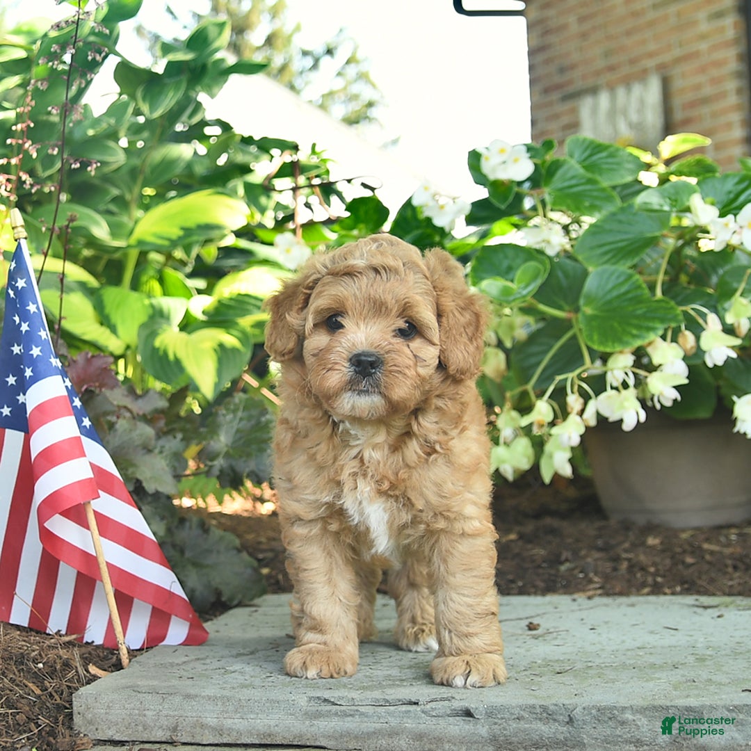 Shihpoo dogs for sale: Kai - Image 3