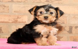 Yorkshire Terrier dogs for sale: Angie - Image 5