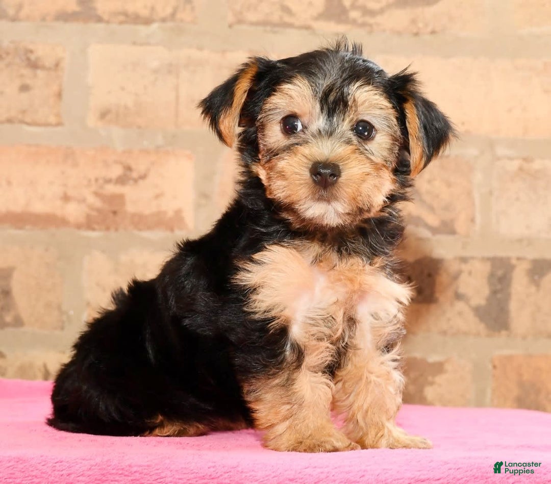 Yorkshire Terrier dogs for sale: Angie - Image 5