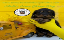 Mini Bernedoodle dogs for sale: Aelas Lime Green Boy - Image 19