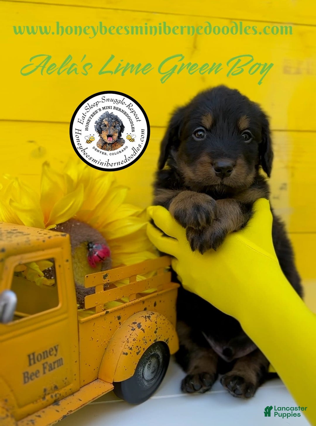 Mini Bernedoodle dogs for sale: Aelas Lime Green Boy - Image 19