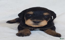 Schnoodle dogs for sale: Ember - Image 6