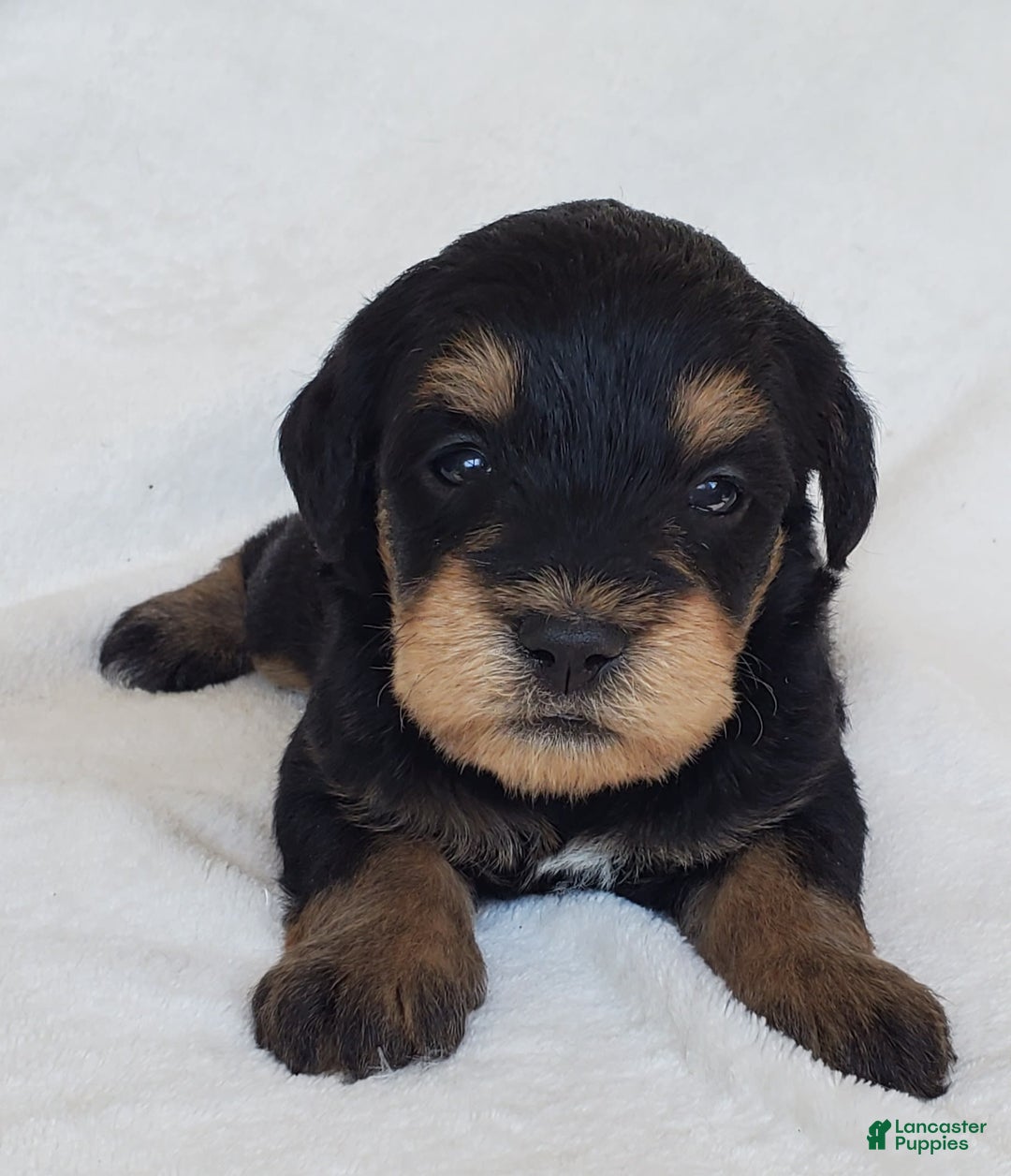 Schnoodle dogs for sale: Ember - Image 6