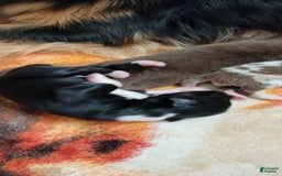 Australian Shepherd dogs for sale: Black And White - Image 1