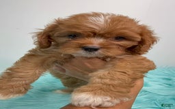 Cavapoo dogs for sale: Simba - Image 3